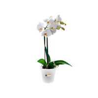 green basics orchidee 13cm transparant
